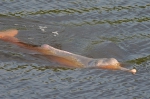 Amazon river dolphin (Inia geoffrensis)