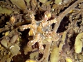 Staurozoa