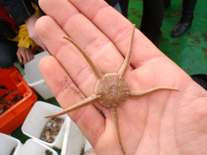 Ophiura ophiura Ophiura ophiura