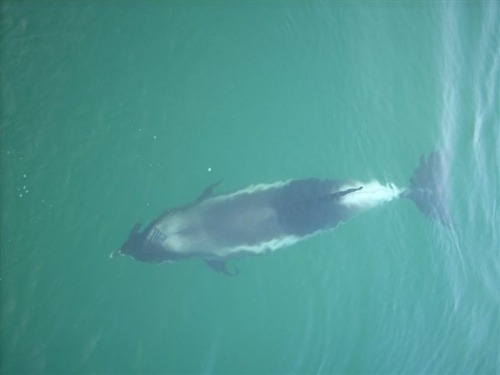 White-beaked dolphin - Lagenorhynchus albirostris