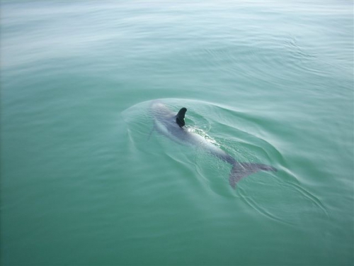 White-beaked dolphin - Lagenorhynchus albirostris