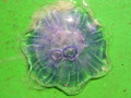 Scyphozoa (jelly fish)