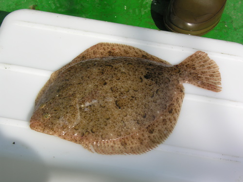 Brill - Scophthalmus rhombus