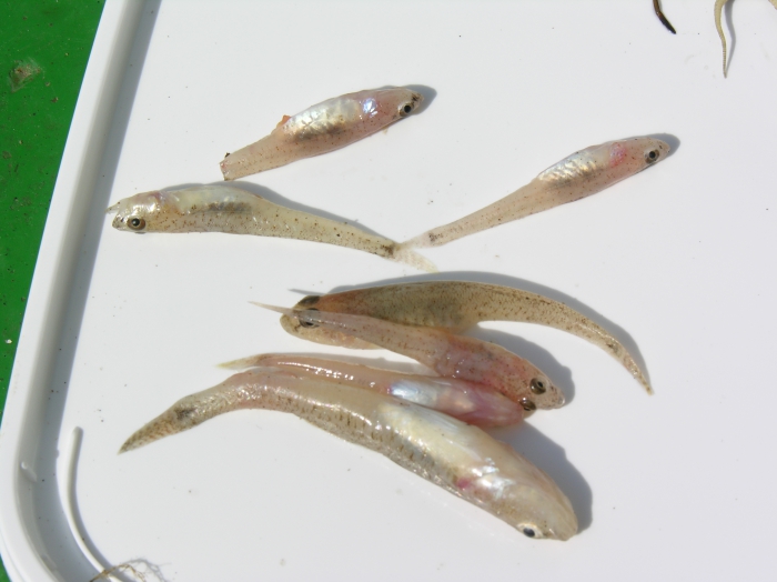Grondels (Pomatoschistus minutus) Grondels (Pomatoschistus minutus)