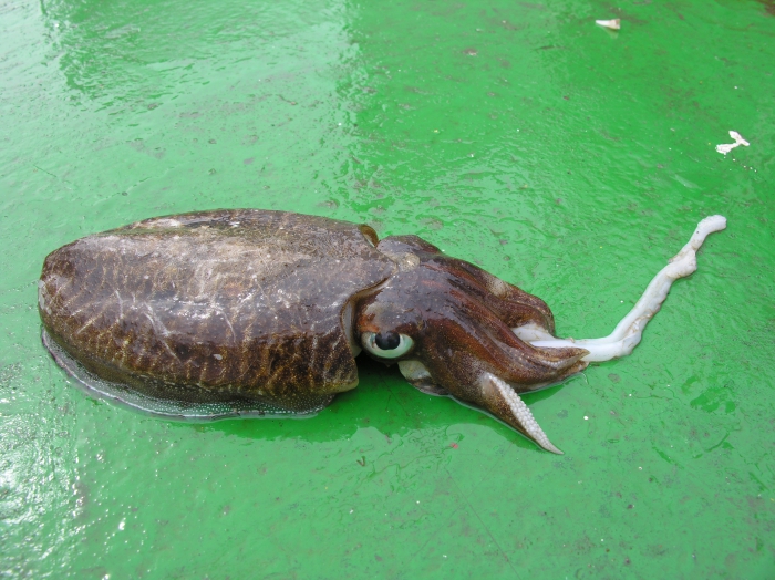 common cuttlefish - Sepia officinalis