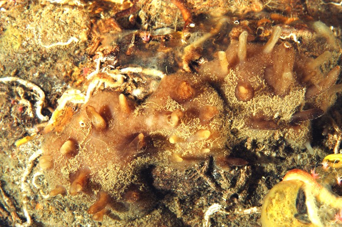 Polymastia harmelini in situ Photo Roland Graille