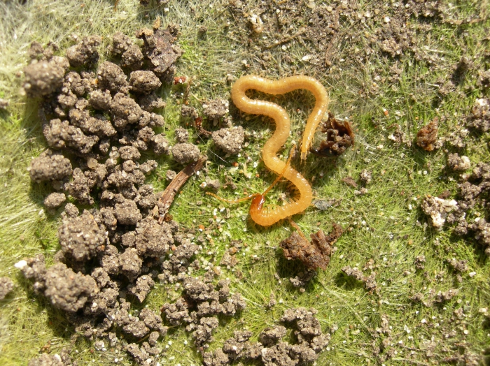 Geophilus flavus, Baie de Somme, France