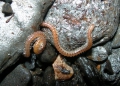 Myriapoda (myriapods)