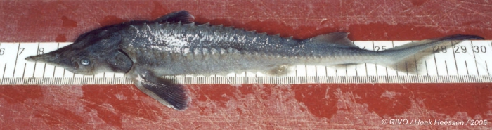 Acipenser ruthenus Linnaeus, 1758 Acipenser ruthenus Linnaeus, 1758