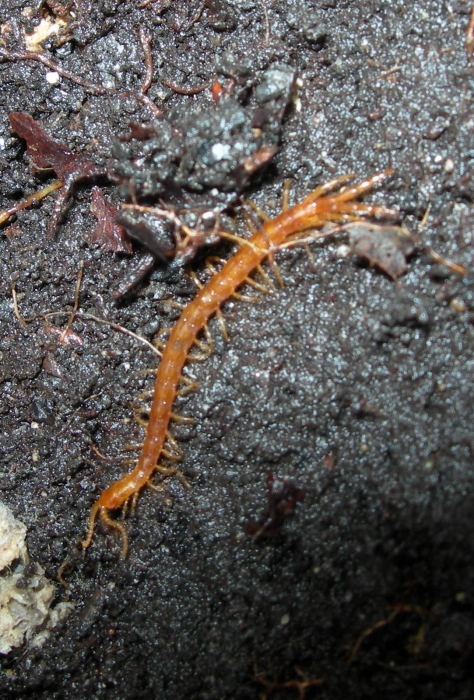 Cryptops hortensis, Swansea, South Wales