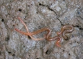 Myriapoda (myriapods)