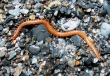 Strigamia maritima male, Loch Linnhe, Scotland