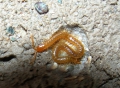 Myriapoda (myriapods)