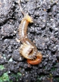 Myriapoda (myriapods)