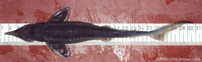 Acipenser ruthenus Linnaeus, 1758 Acipenser ruthenus Linnaeus, 1758