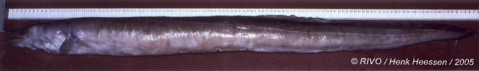 Conger conger (Linnaeus, 1758) Conger conger (Linnaeus, 1758)
