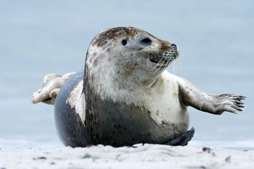 Gewone zeehond