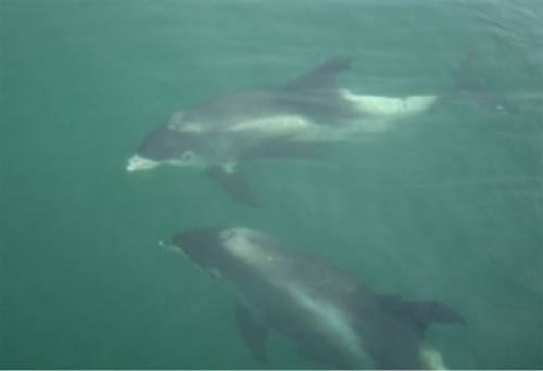 White-beaked dolphin - Lagenorhynchus albirostris