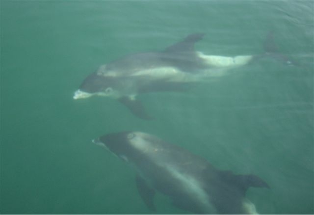 White-beaked dolphin - Lagenorhynchus albirostris