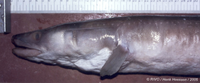 Conger conger (Linnaeus, 1758) Conger conger (Linnaeus, 1758)