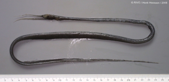 Nemichthys scolopaceus Richardson, 1848 Nemichthys scolopaceus Richardson, 1848