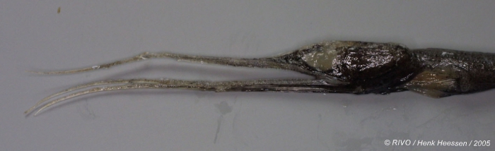 Nemichthys scolopaceus Richardson, 1848 Nemichthys scolopaceus Richardson, 1848