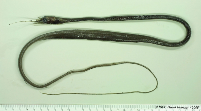 Nemichthys scolopaceus Richardson, 1848 Nemichthys scolopaceus Richardson, 1848