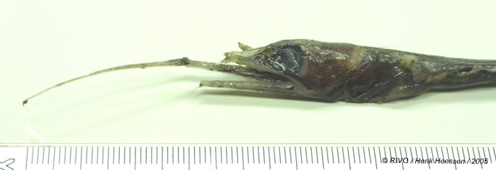Nemichthys scolopaceus Richardson, 1848 