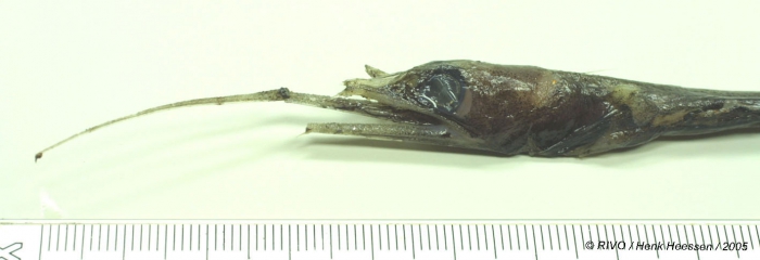 Nemichthys scolopaceus Richardson, 1848 Nemichthys scolopaceus Richardson, 1848