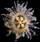 Staurocladia wellingtoni, living medusa [paratype], size about 7 mm