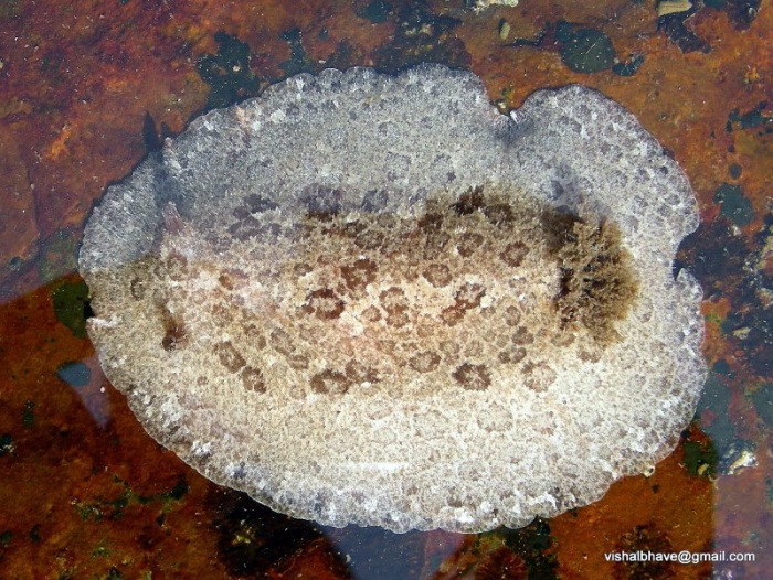 Discodoris fragilis