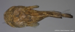 Halobatrachus didactylus (Bloch & Schneider, 1801) 
