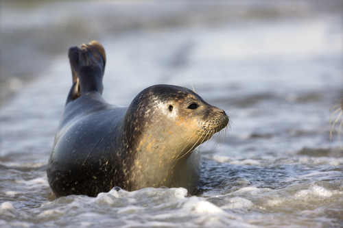 Gewone zeehond