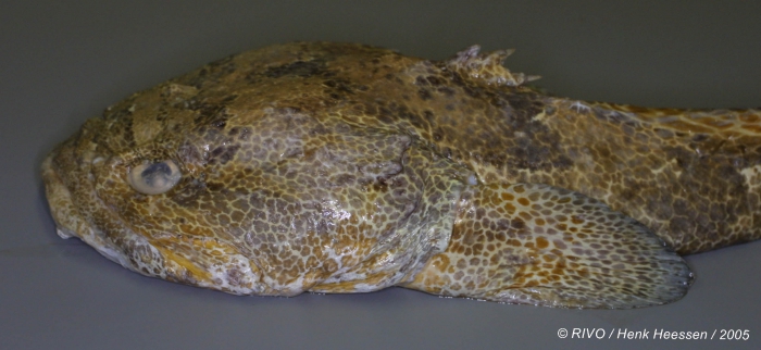 Halobatrachus didactylus (Bloch & Schneider, 1801) Halobatrachus didactylus (Bloch & Schneider, 1801)