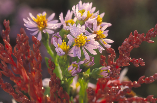 Zeeaster (Aster tripolium)