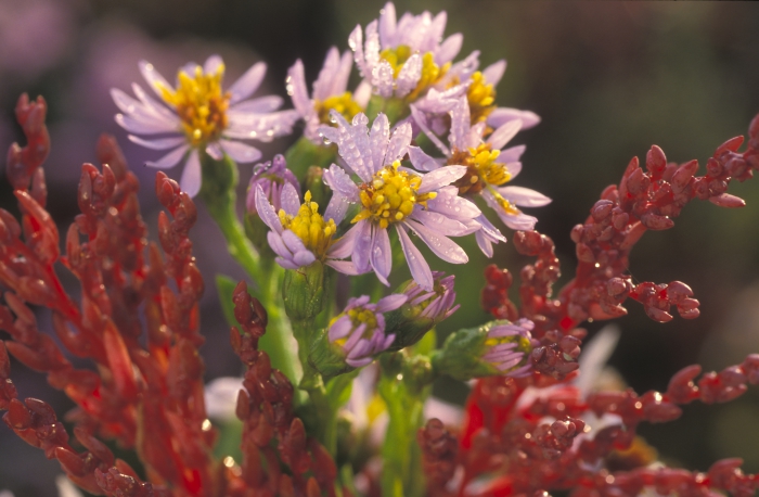 Zeeaster (Aster tripolium) Zeeaster (Aster tripolium)