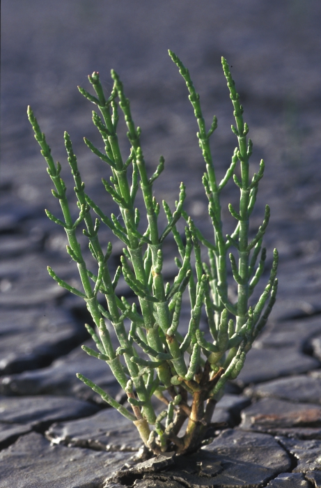 Zeekraal (Salicornia) Zeekraal (Salicornia)