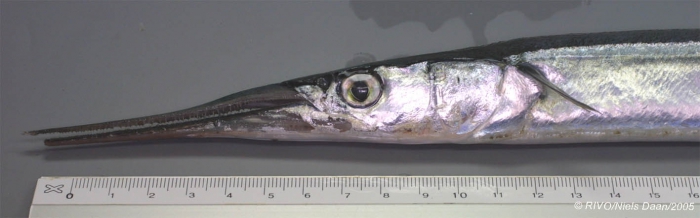 Belone belone (Linnaeus, 1761) Belone belone (Linnaeus, 1761)