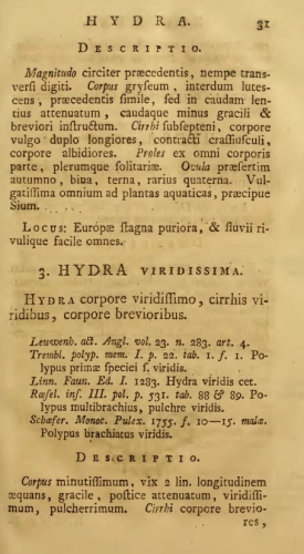 Pallas (1766), page 31