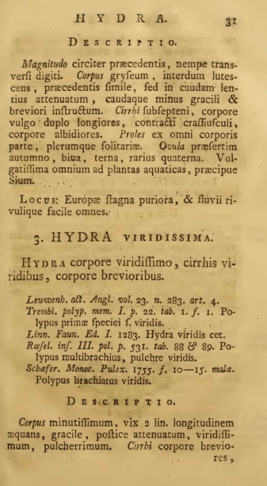 Pallas (1766), page 31