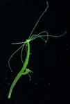 Hydra viridissima: Anthoathecata, Aplanulata, Hydridae 