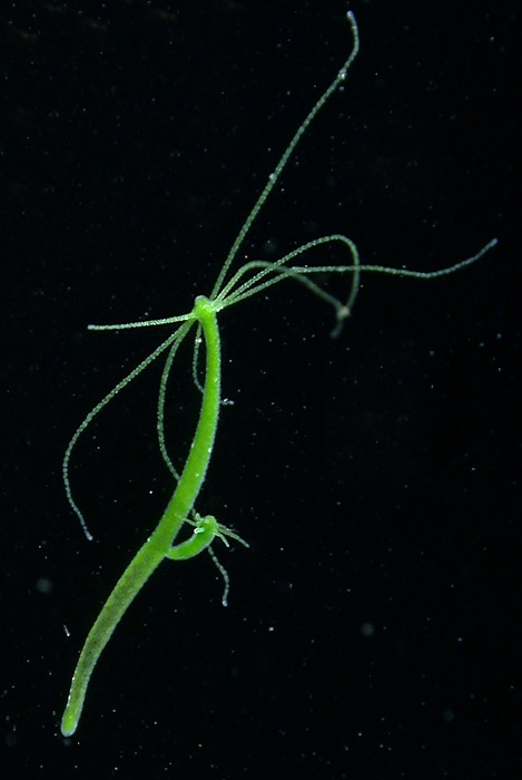 Hydra viridissima: Anthoathecata, Aplanulata, Hydridae Hydra viridissima: Anthoathecata, Aplanulata, Hydridae