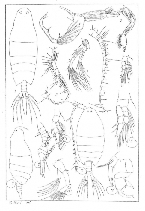 P. aequalis P. aequalis