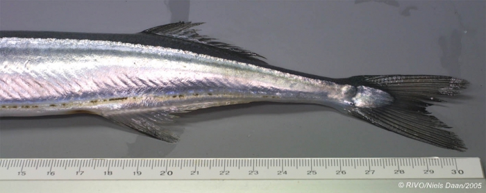 Belone belone (Linnaeus, 1761) Belone belone (Linnaeus, 1761)