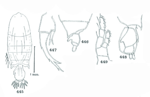 P. albatrossi