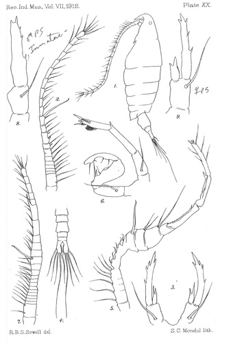 P. andersoni female and male