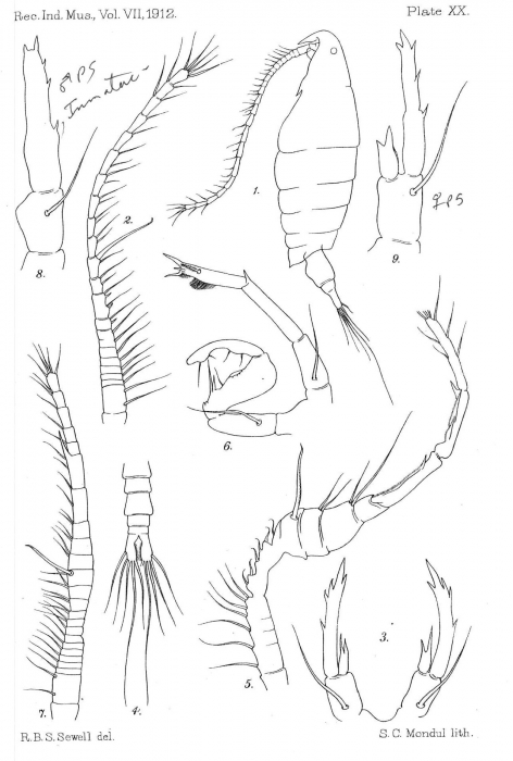 P. andersoni female and male P. andersoni female and male