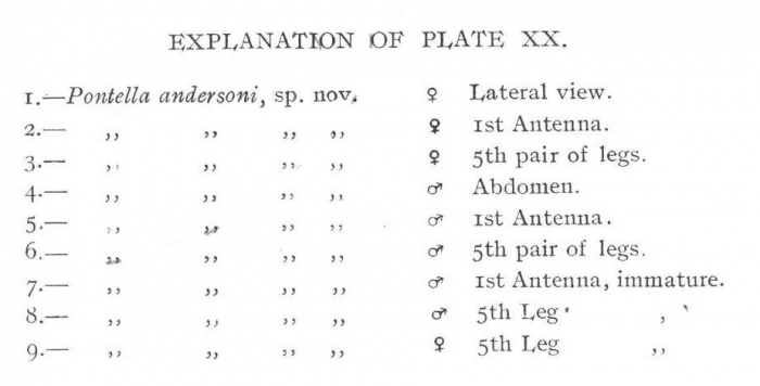 P. andersoni fig description P. andersoni fig description