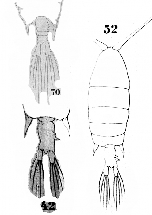 P. brevis P. brevis