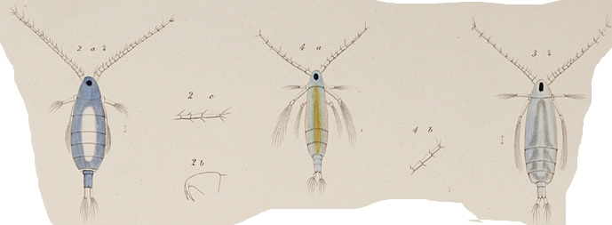 P. contracta P. contracta